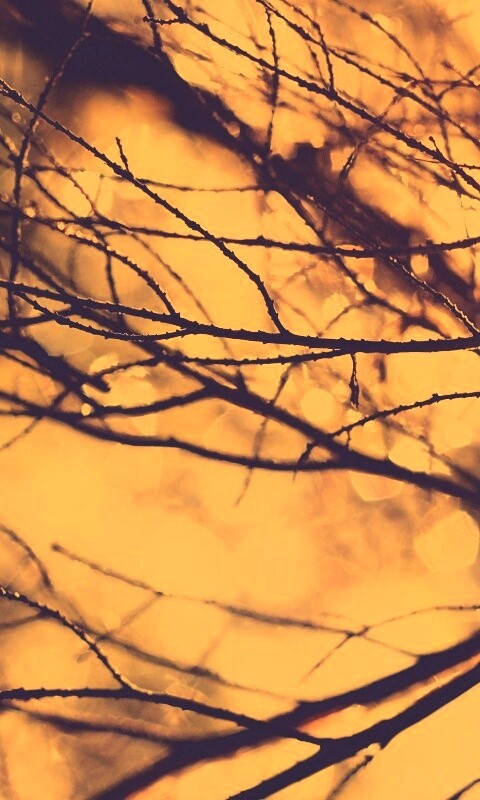 Мокрые ветви дерева обои