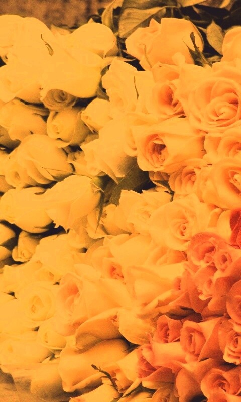 Букеты светлых роз обои