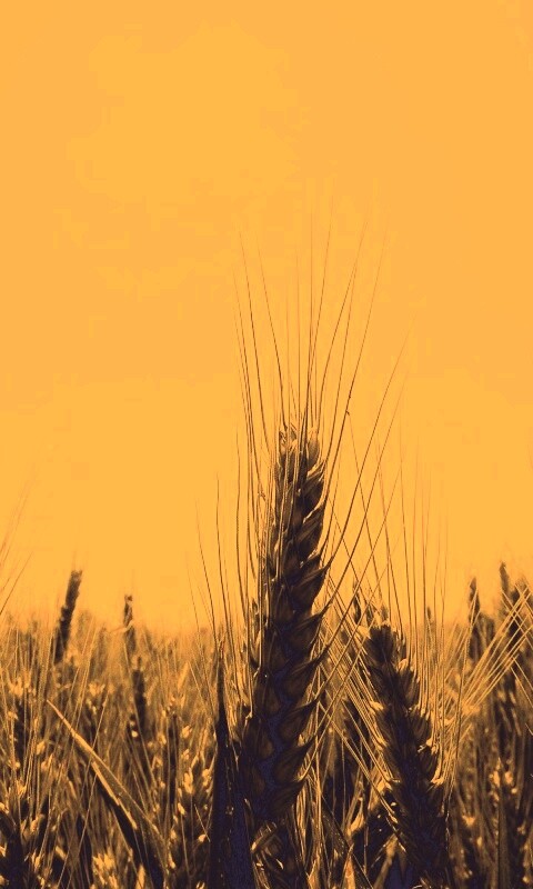 Колосья в поле обои