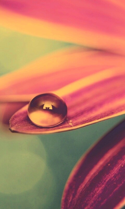 Капля на лепестке обои