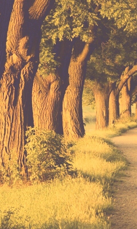 Аллея старых раскидистых деревьев обои