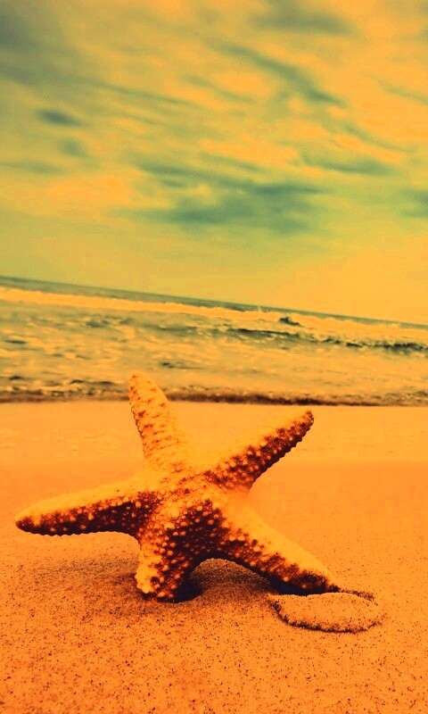 Морская звезда в песке обои