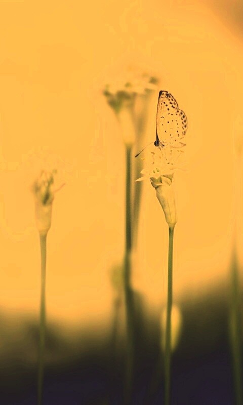 Бабочка на цветке обои