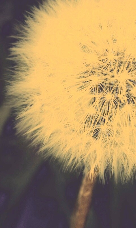 Одуванчик обои