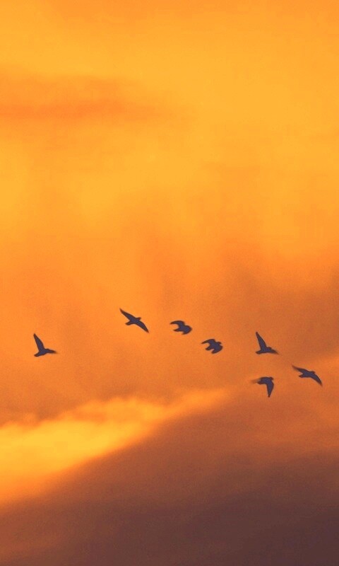 Птицы летят в закатном небе обои
