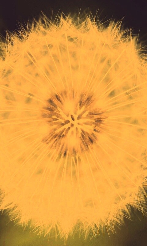 Макро фотография одуванчика обои