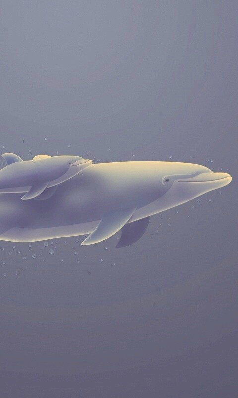 Дельфин и дельфиненок обои