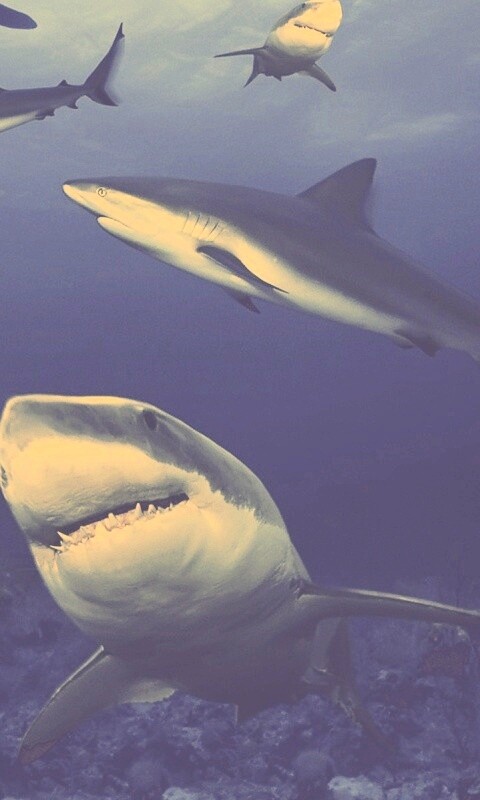 Стая акул обои
