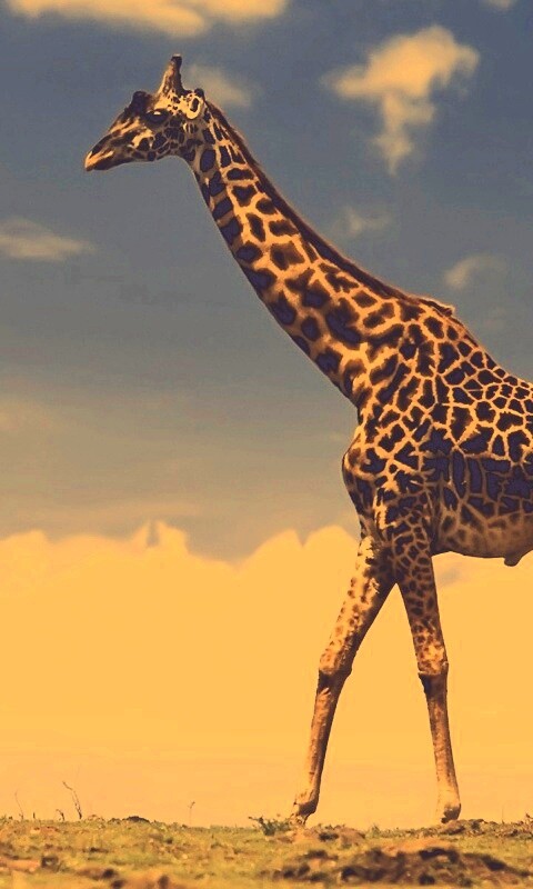 Жираф на прогулке обои