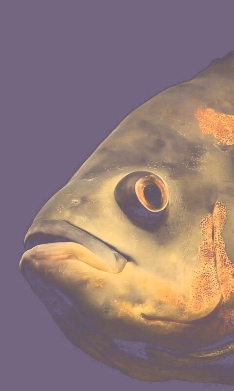 Глубоководный окунь обои
