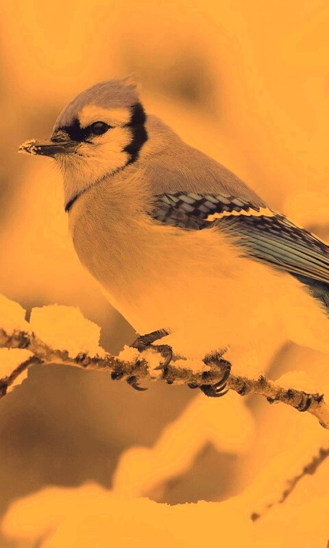 Маленькая синяя птичка обои