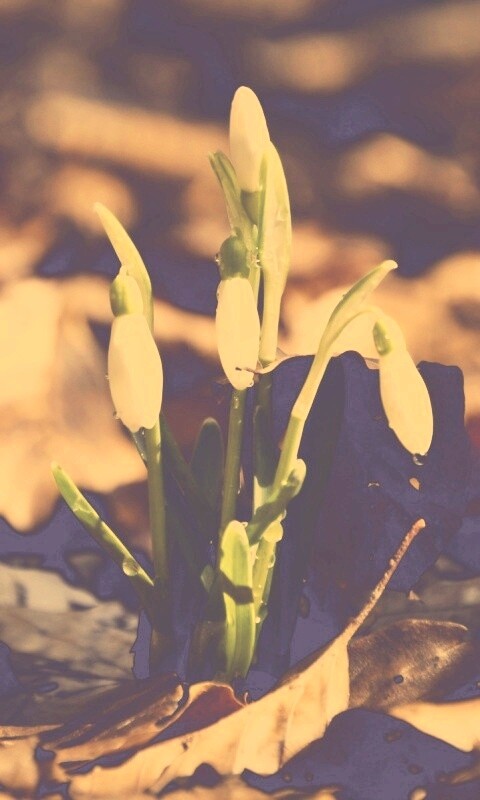 Первые весенние цветы обои