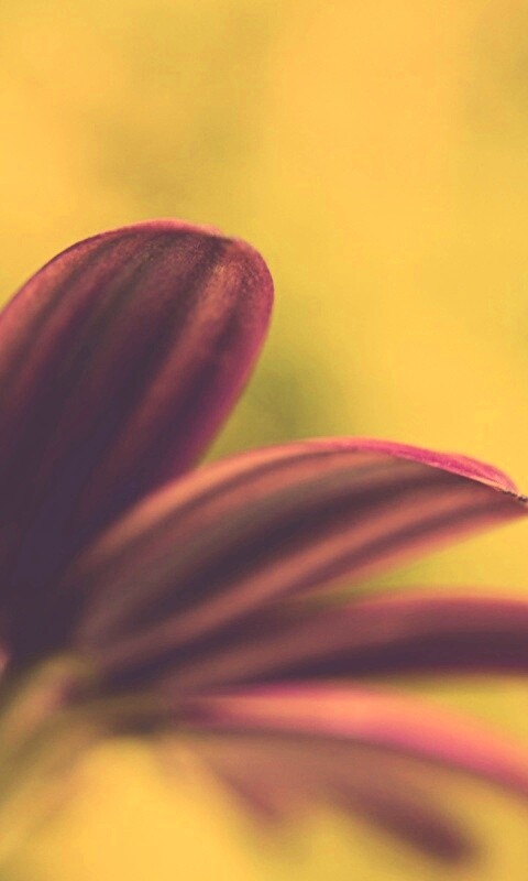 Макро фото цветка обои