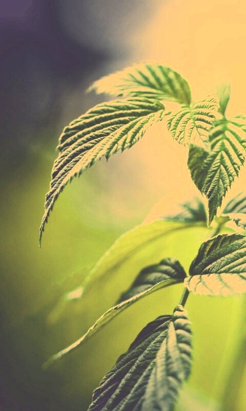 Листья малины обои