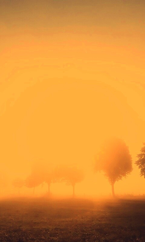 Деревья в поле обои