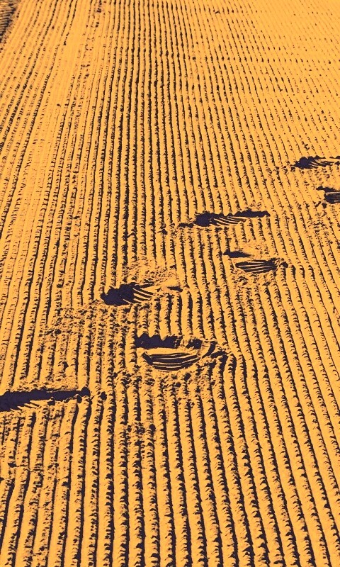 Следы на песке обои