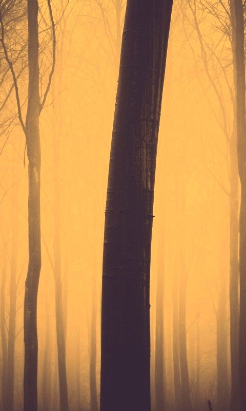 Туман в лесу обои