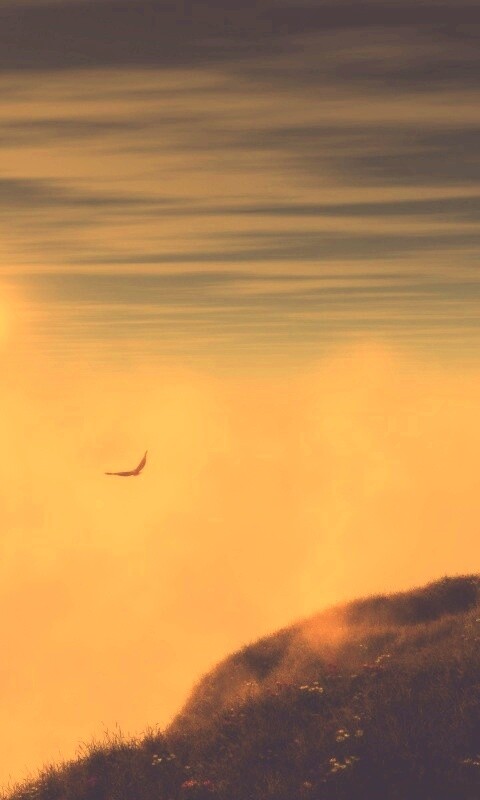 Птица парит над туманом обои