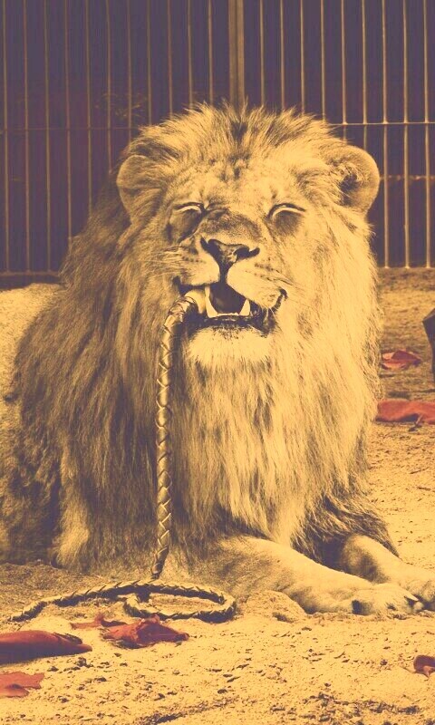 Лев обои