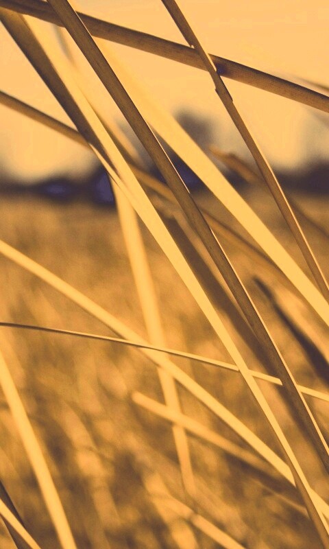 Желтая трава обои