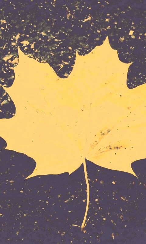 Желтый лист обои