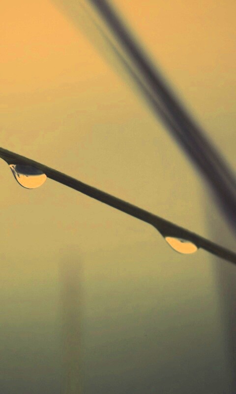 Трава после дождя обои