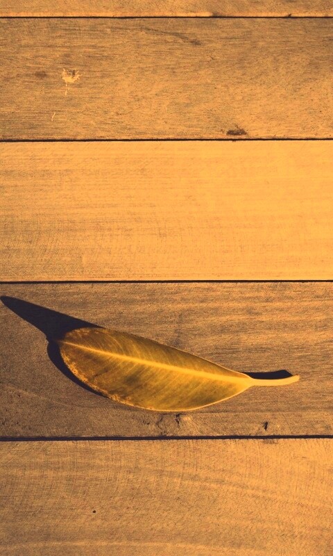Лист на деревянном полу обои