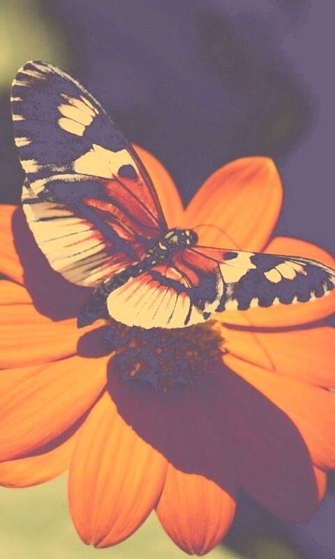 Бабочка на цветке обои