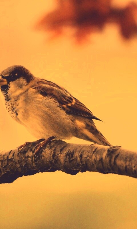 Птичка на ветке обои