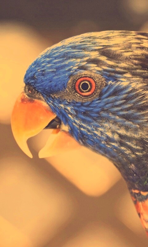 Красноглазйы попугай обои