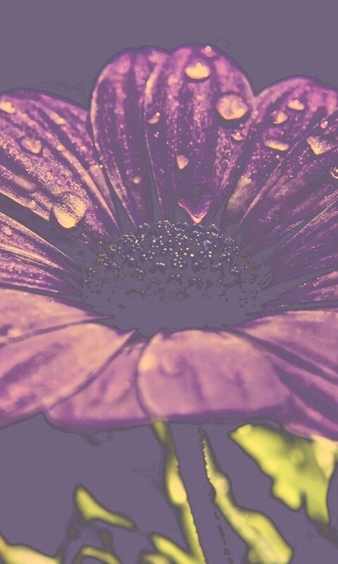 Мокрый от росы фиолетовый цветок обои