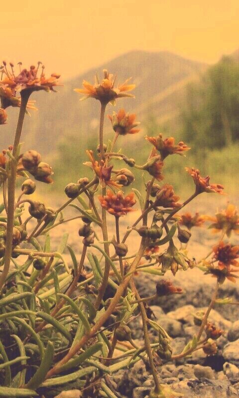 Горные цветы обои