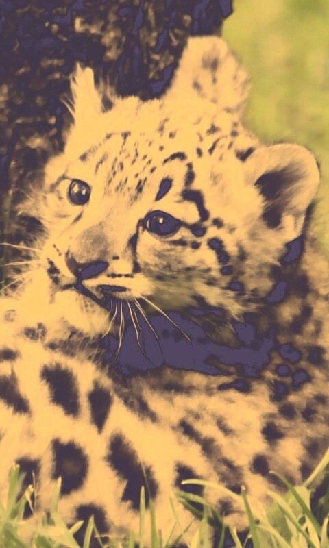 Котенок большой дикой кошки обои