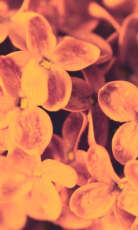 Цветы сирени обои