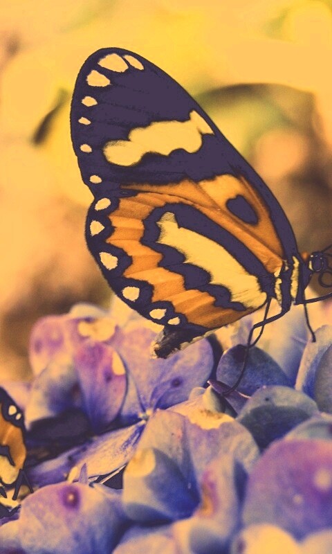 Две бабочки обои