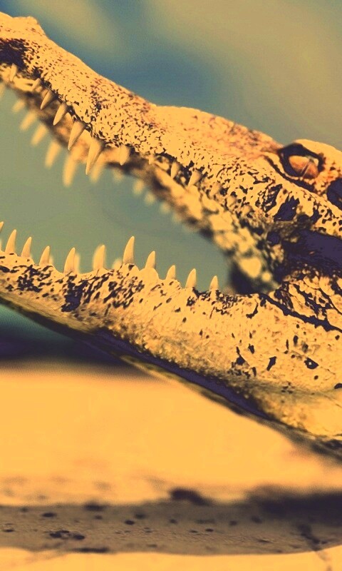 Крокодил разинул пасть обои