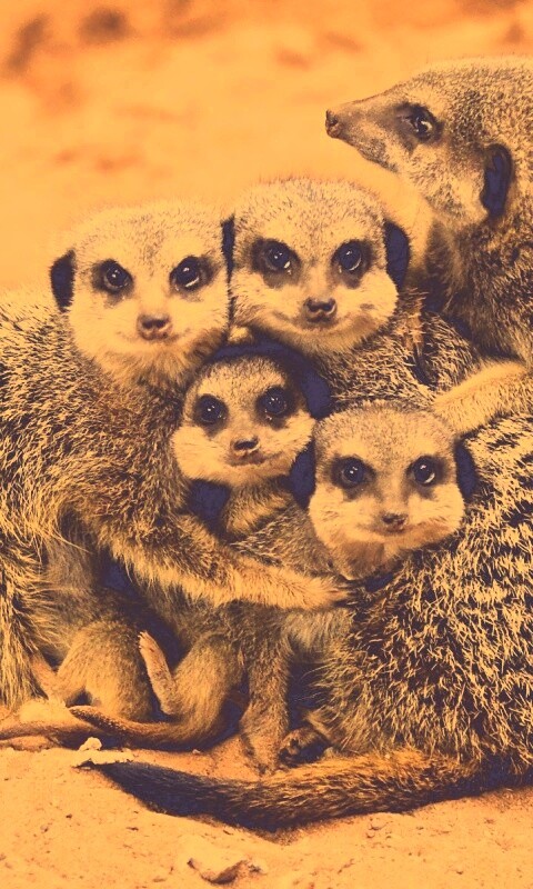 Семейство сурикатов обои