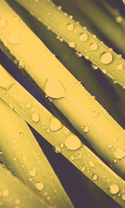 Капли на траве обои