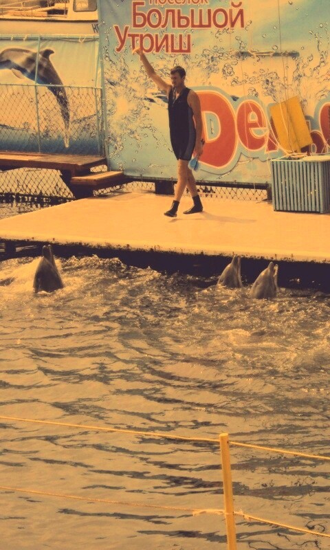 Утро в дельфинарии обои