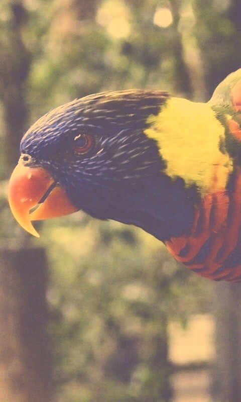 Попугай на канате обои