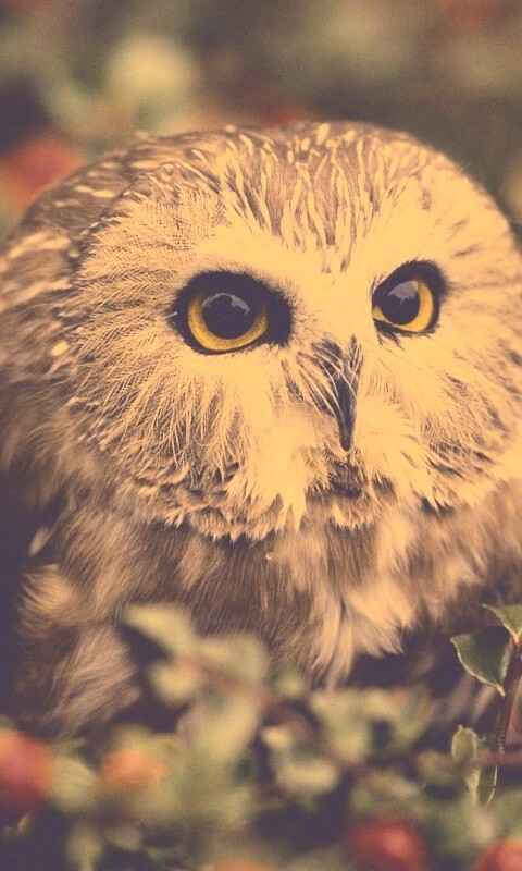 Маленькая сова в ягодах обои