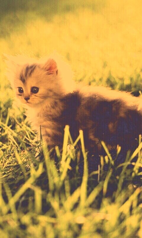 Котёнок в траве обои