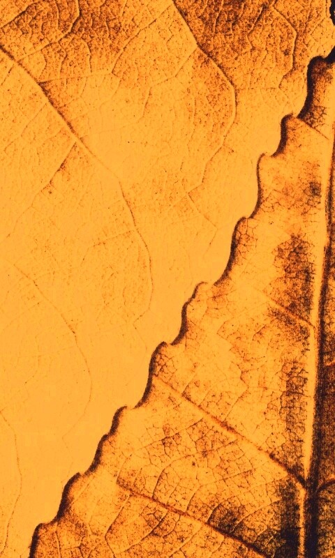 Текстура желтых увядших листьев обои