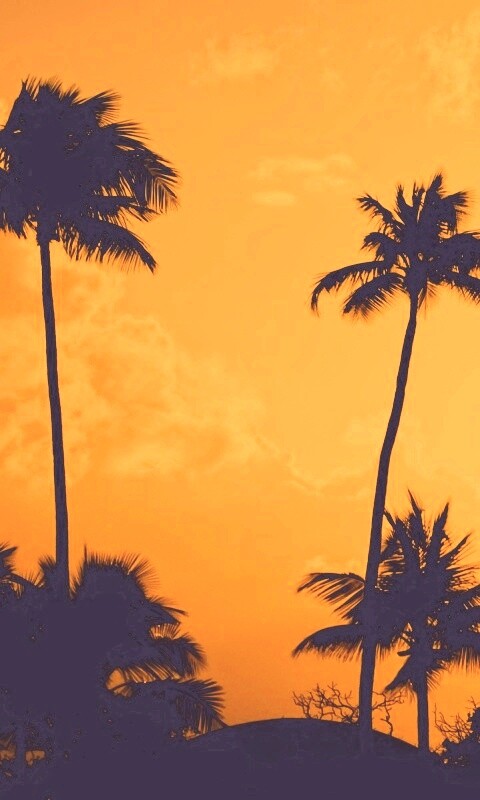 Пальмы на закате обои