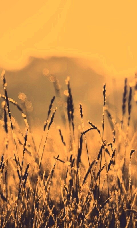 Поле пшеницы обои