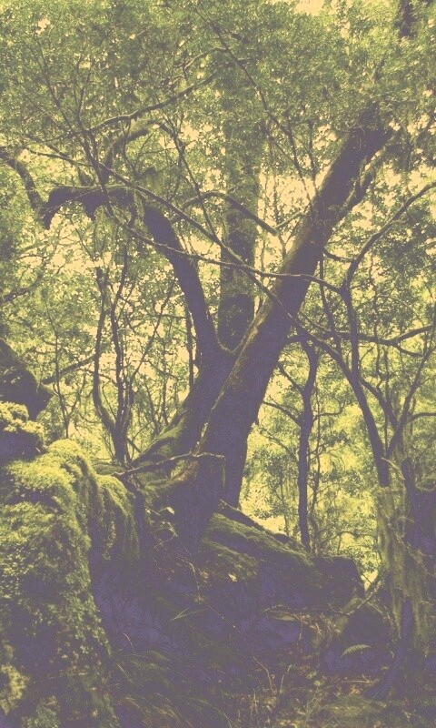 Чаща мшистого леса обои