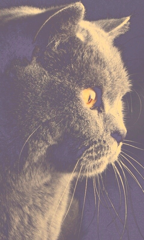 Плюшик  обои