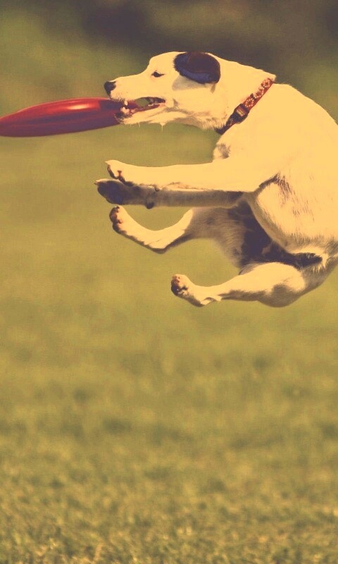 Ловкач обои