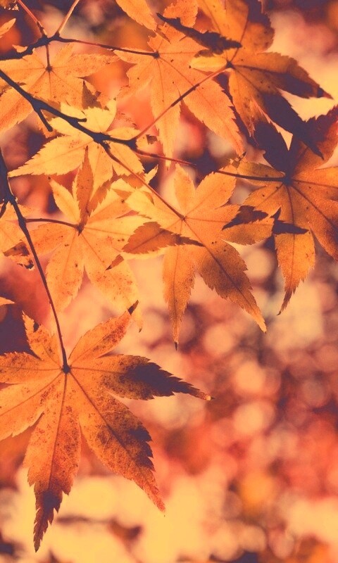 Осенние листья обои