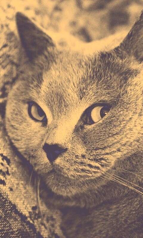 Щекастый британский котик обои